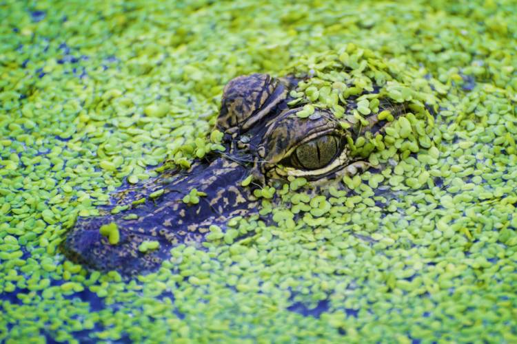 Alligator in a swamp